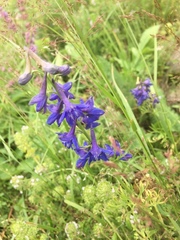 Delphinium consolida