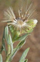 Heterotheca canescens