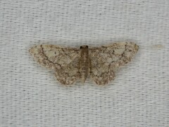 Idaea celtima