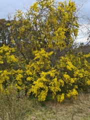 Acacia pravissima