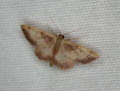 Idaea demissaria