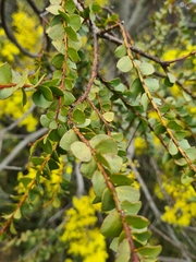 Acacia pravissima