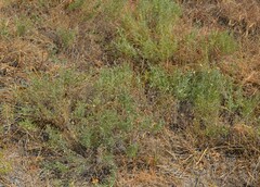 Heterotheca canescens