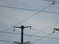Sturnus vulgaris