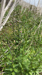 Senecio glastifolius