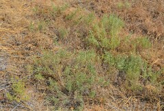 Heterotheca canescens