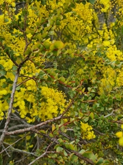 Acacia pravissima