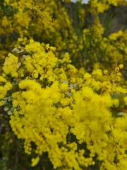 Acacia pravissima
