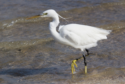 Western Reef Heron