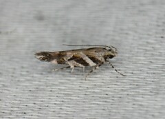 Aristotelia roseosuffusella