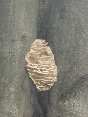 Climacodon septentrionalis