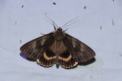 Catocala cerogama
