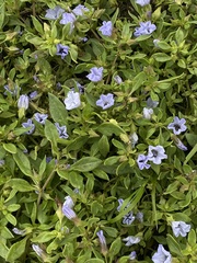 Nolana humifusa