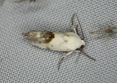 Ponometia candefacta