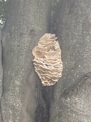 Climacodon septentrionalis