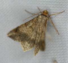 Psamatodes abydata