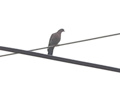 Patagioenas picazuro