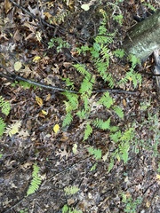 Amauropelta noveboracensis