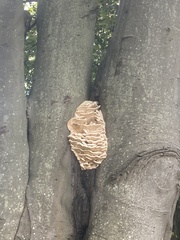 Climacodon septentrionalis