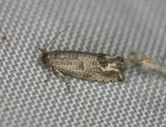 Pelochrista seamansi