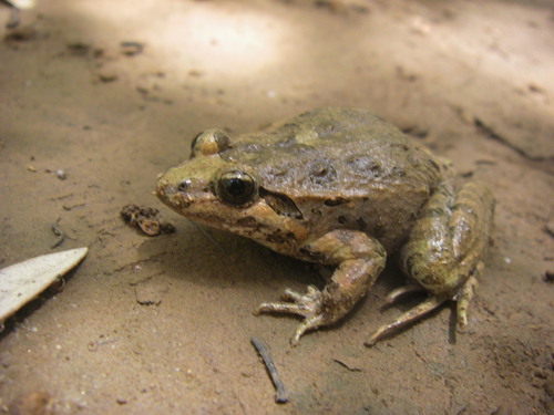 Moroccan Painted Frog