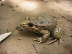 Discoglossus scovazzi