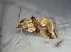 Plusiodonta compressipalpis