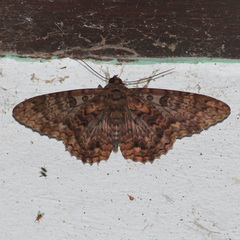 Feigeria scops