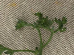 Valerianella locusta