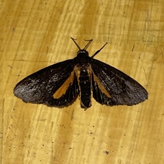 Virbia medarda