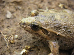Discoglossus scovazzi