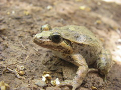 Discoglossus scovazzi