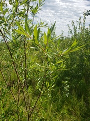 Salix arbusculoides