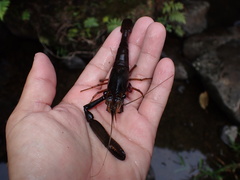 Macrobrachium latimanus