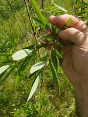 Salix arbusculoides
