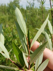 Salix arbusculoides