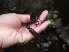 Macrobrachium latimanus