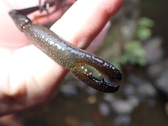 Macrobrachium latimanus