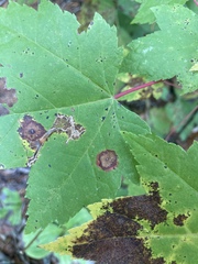 Acericecis ocellaris