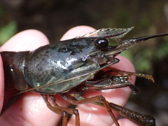 Macrobrachium latimanus