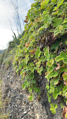 Pelargonium tomentosum