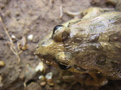 Discoglossus scovazzi