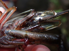 Macrobrachium latimanus