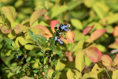 Vaccinium myrtilloides