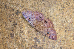Speiredonia spectans