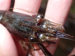 Macrobrachium latimanus