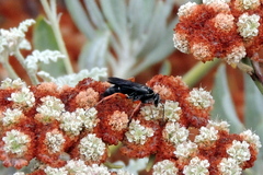 Episyron conterminus