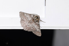 Hypobapta tachyhalotaria