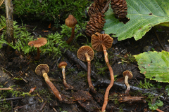 Cortinarius helodes