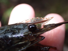 Macrobrachium latimanus